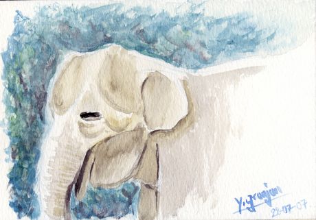 Portrait d'un éléphant